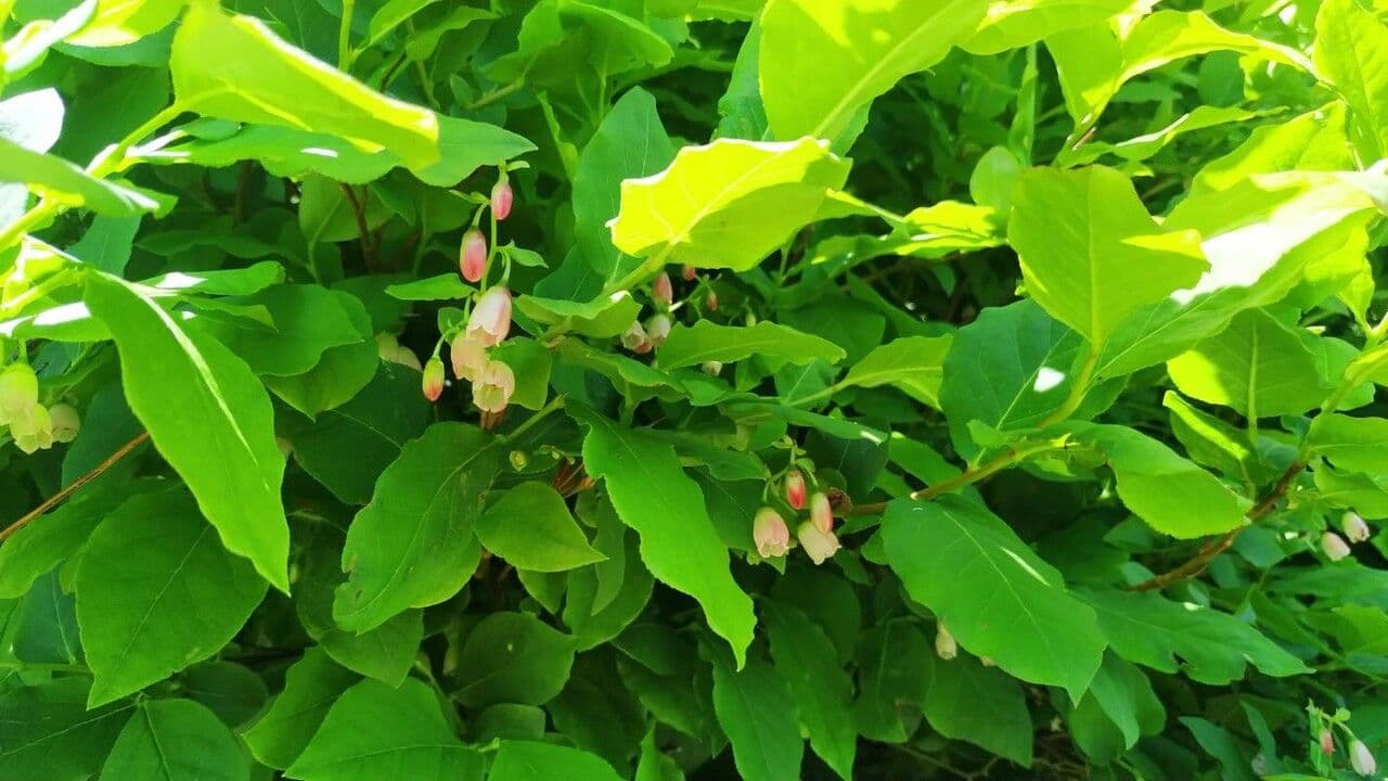 Mirtillo caucasico 3