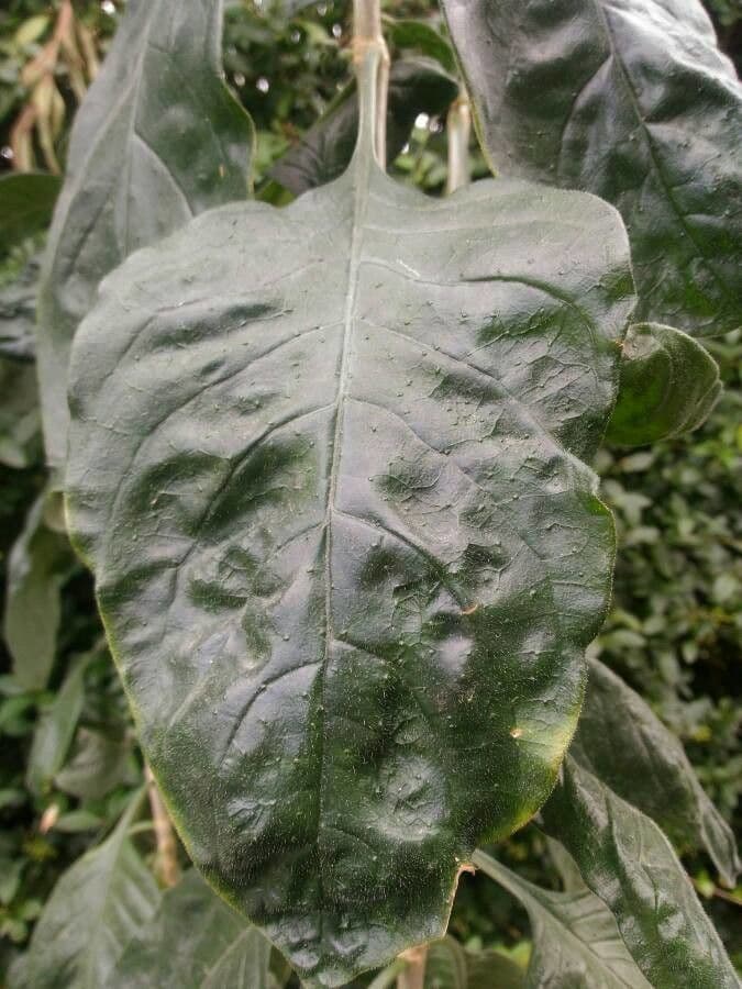 Psychotria punctata 9