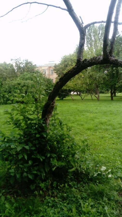 Cerfoglio aromatico 16