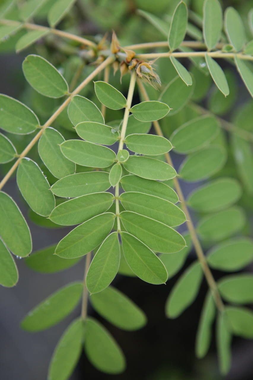 Senna didymobotrya 17