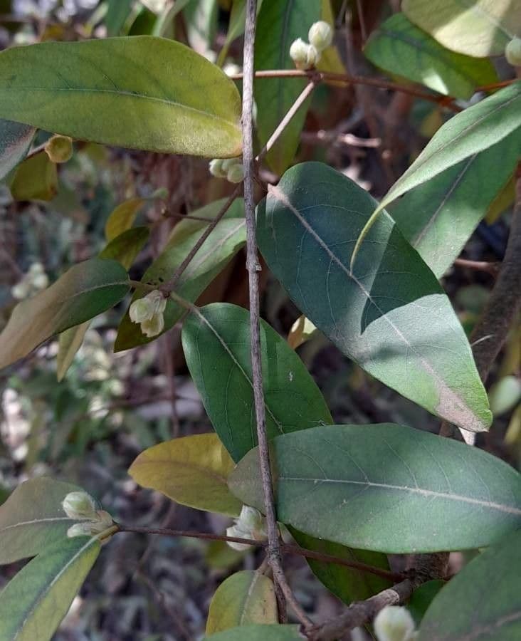 Eugenia 7