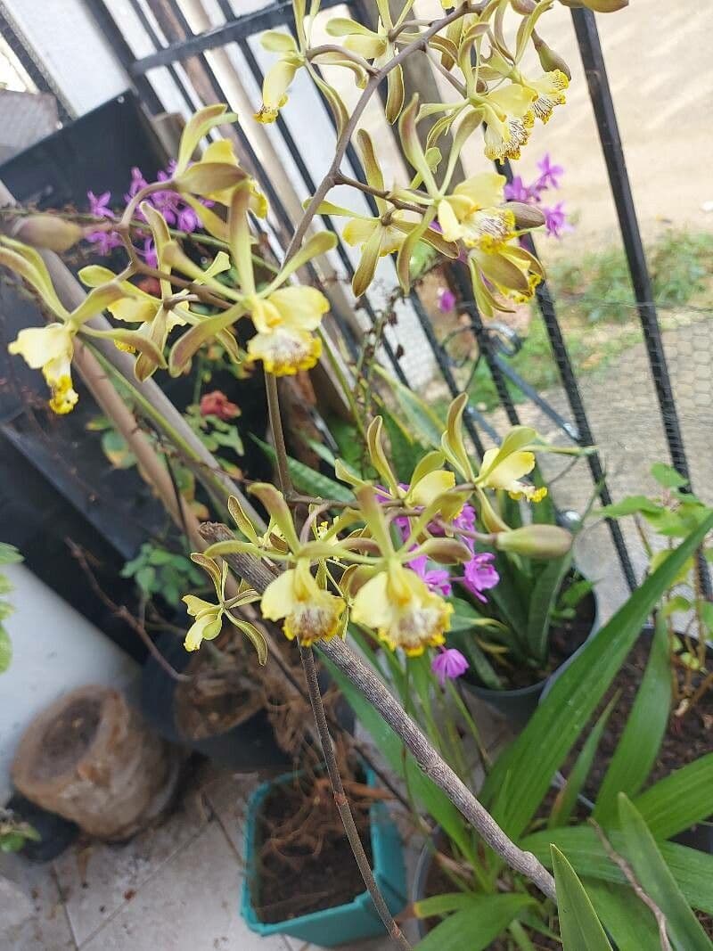 Epidendrum 3