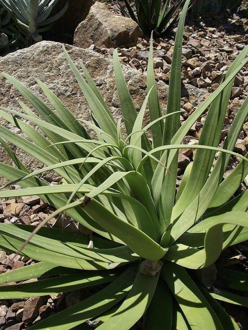 Agave 3
