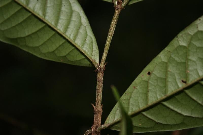 Vochysia 12