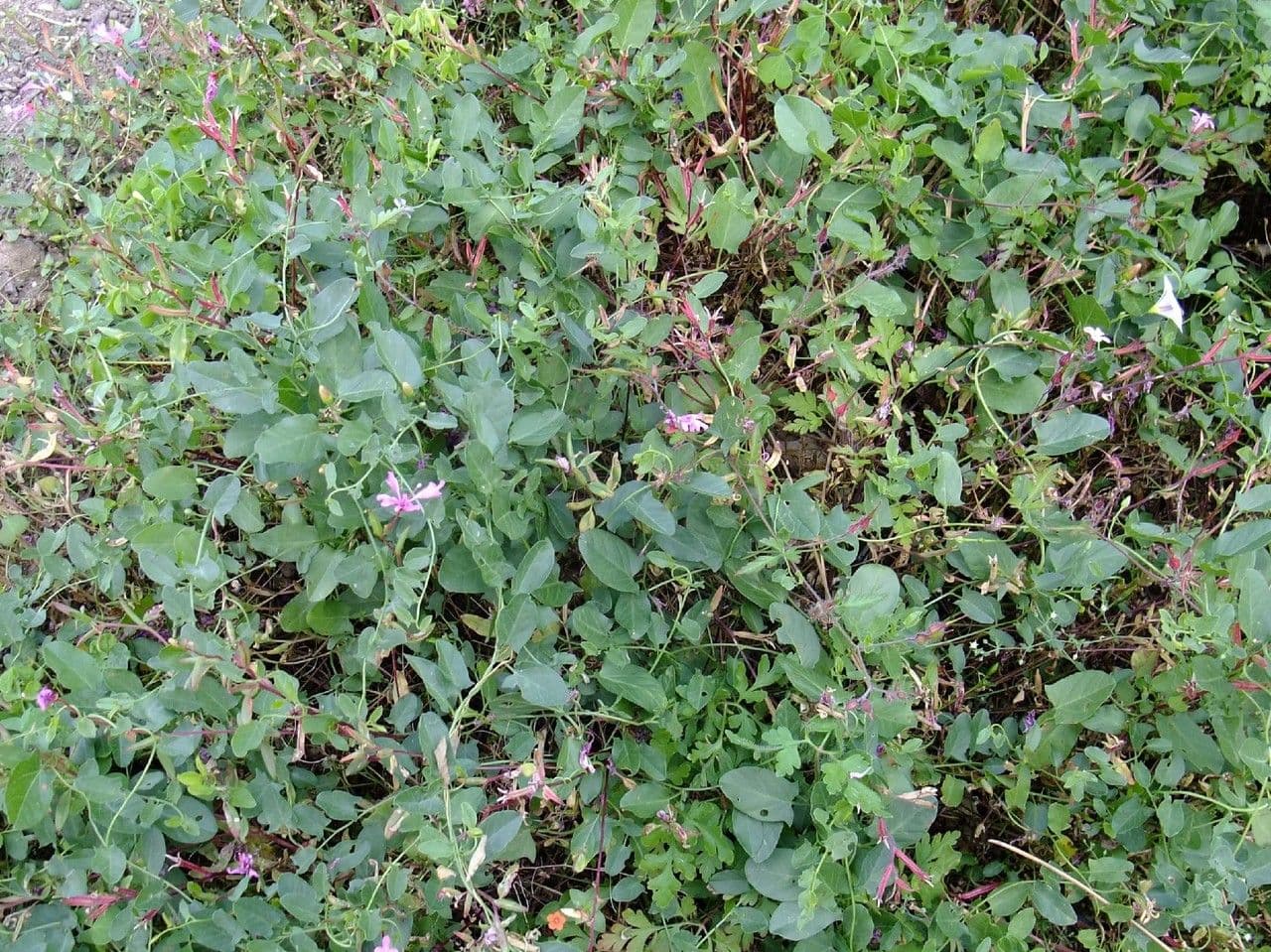 Clarkia 2