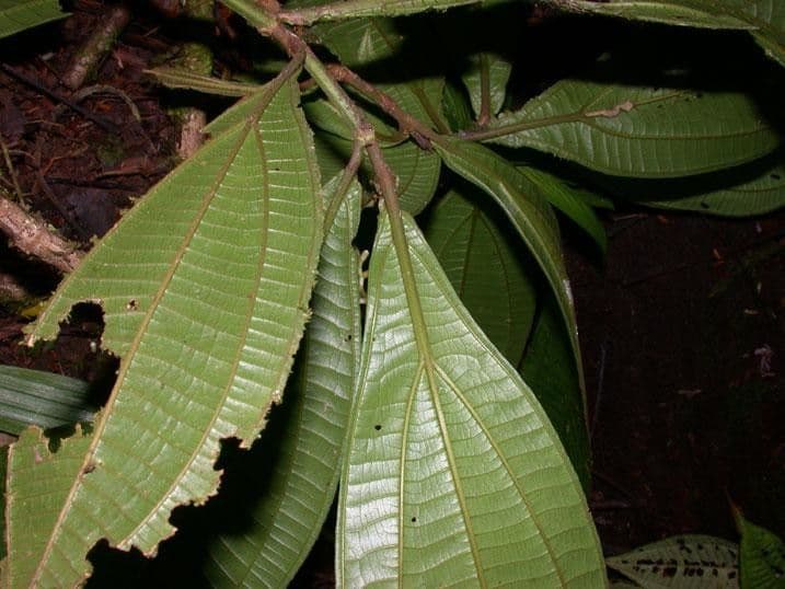 Miconia 9