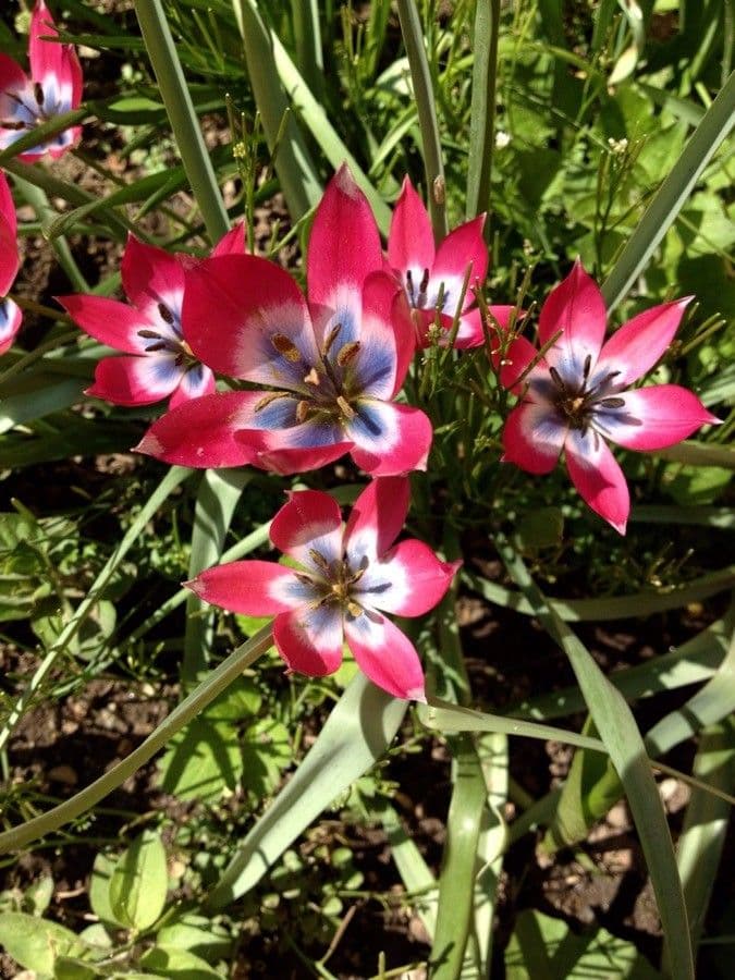 Clusius-Tulpe 4