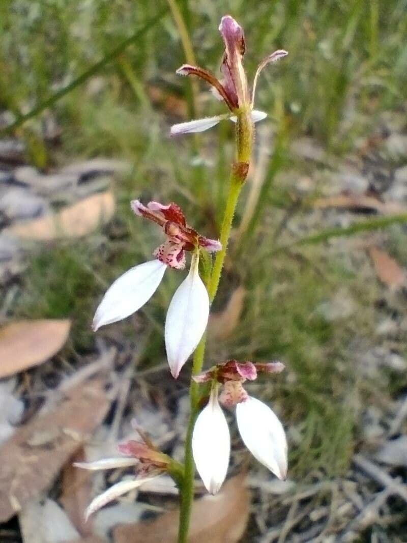 Eriochilus cucullatus 2