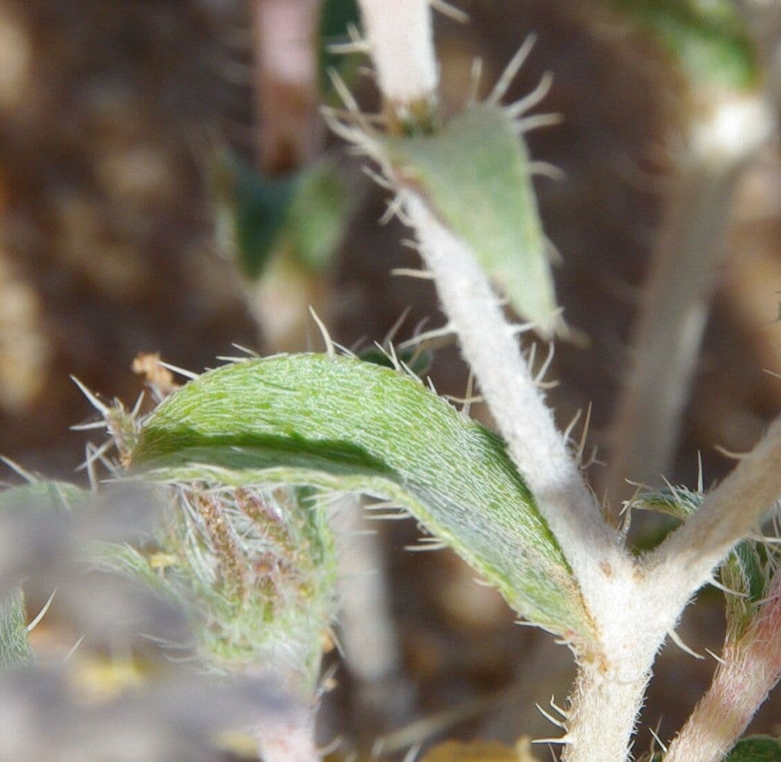 Moltkiopsis ciliata 15