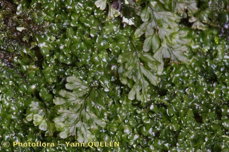 Braunes Hymenophyllum 23