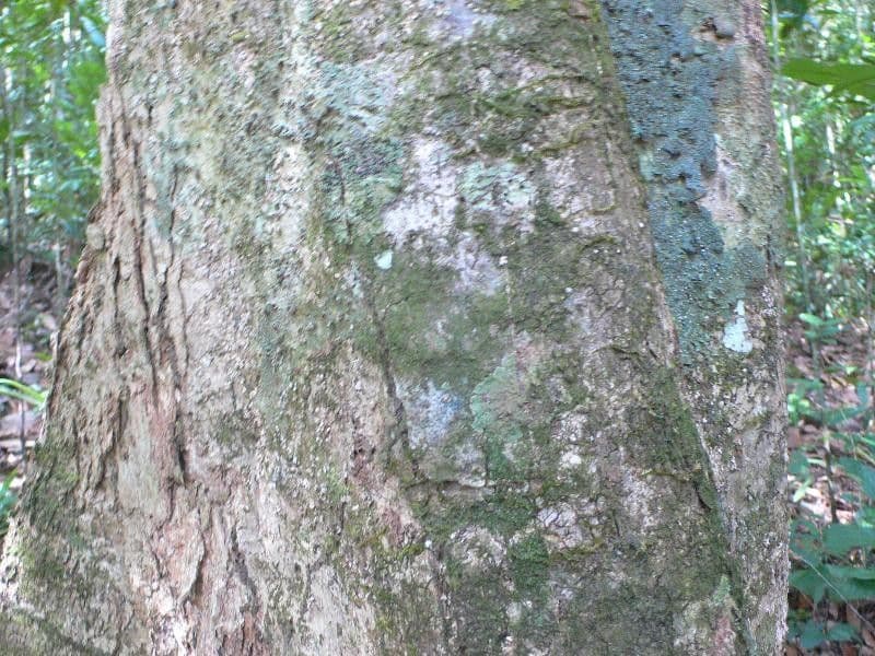 Parinari 2