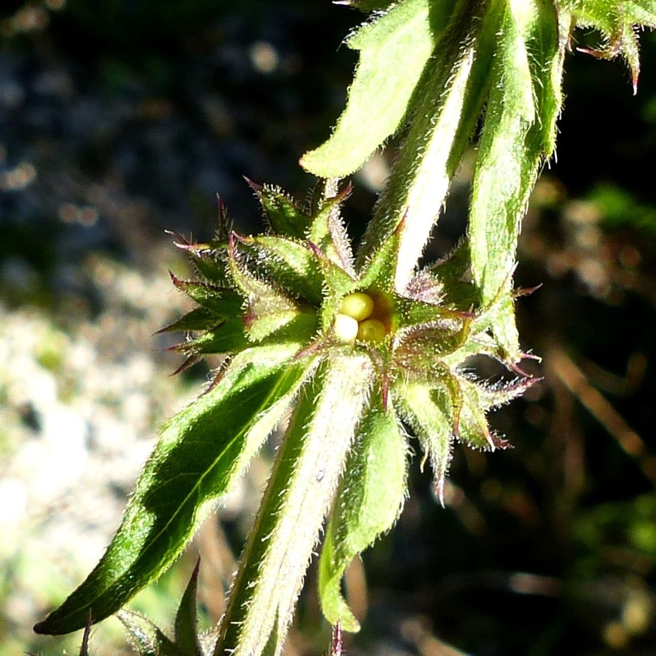 Betonica palustre 3