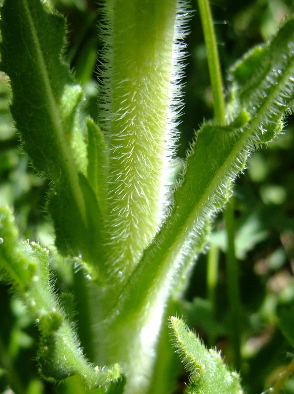 Campanula spigata 20