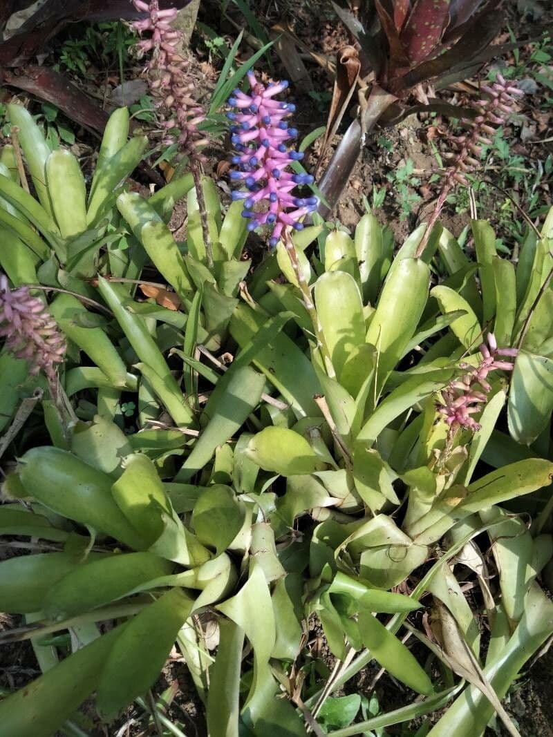 Aechmea 15