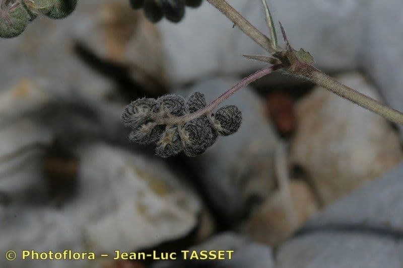 Medicago