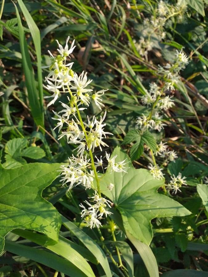 Zucca spinosa 7