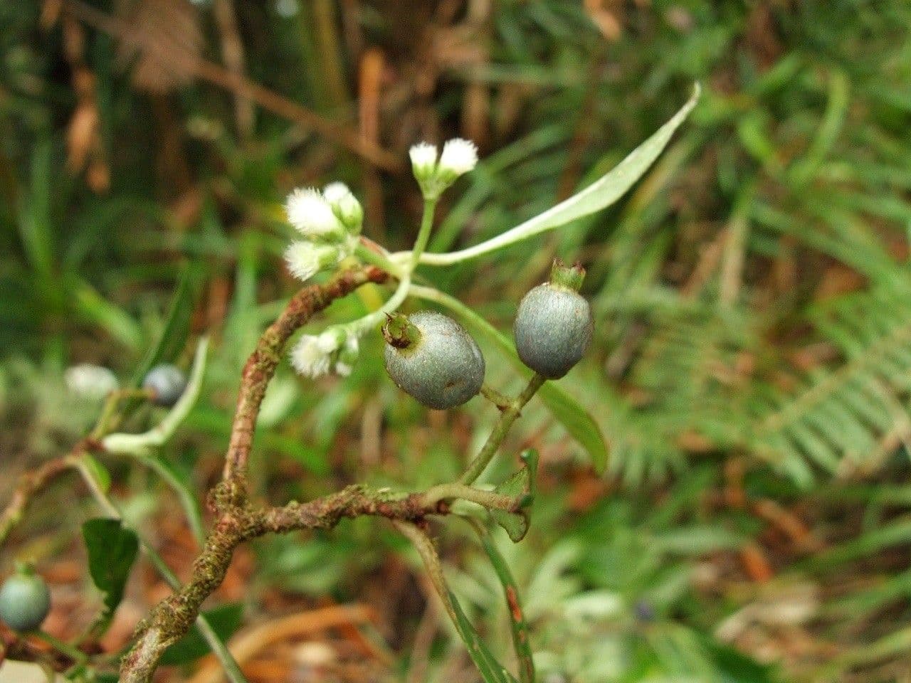 Psychotria