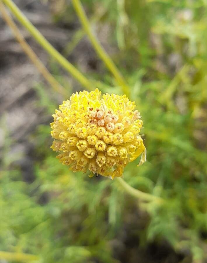 Gaillardie 2