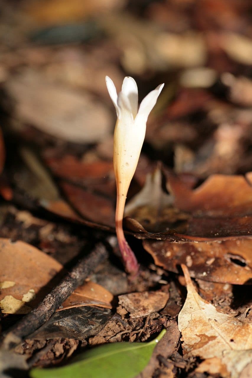 Voyria clavata