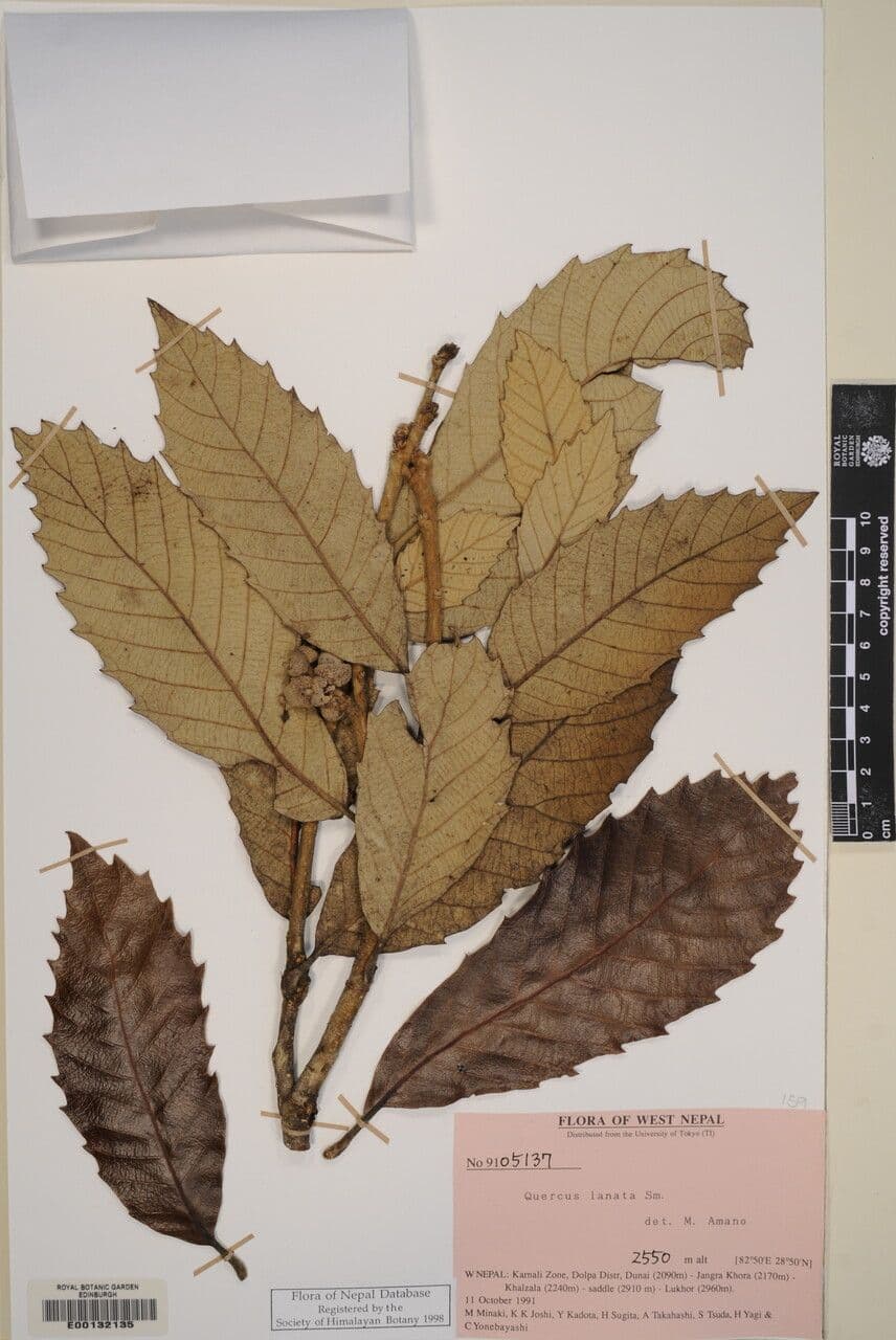 Quercia 5