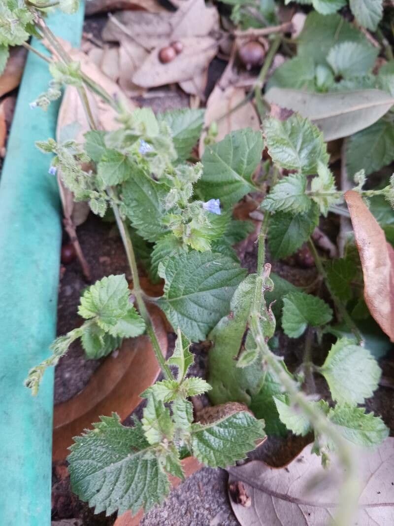 Salvia 12