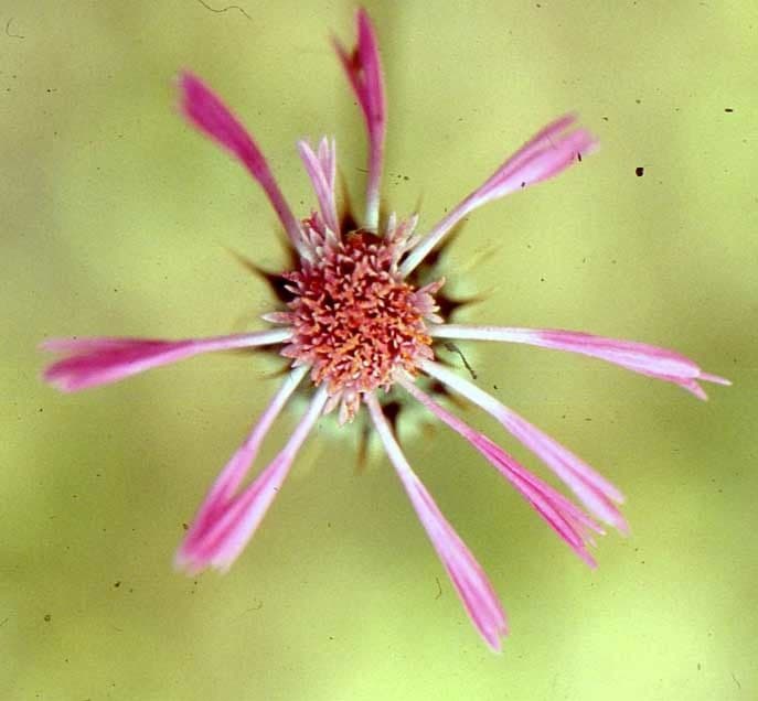 Volutaria 3