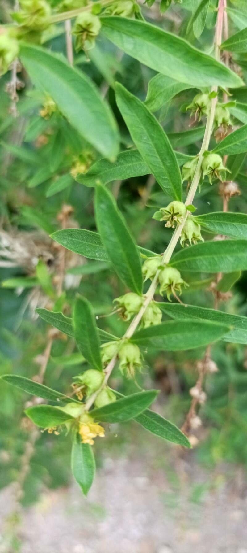 Heimia salicifolia