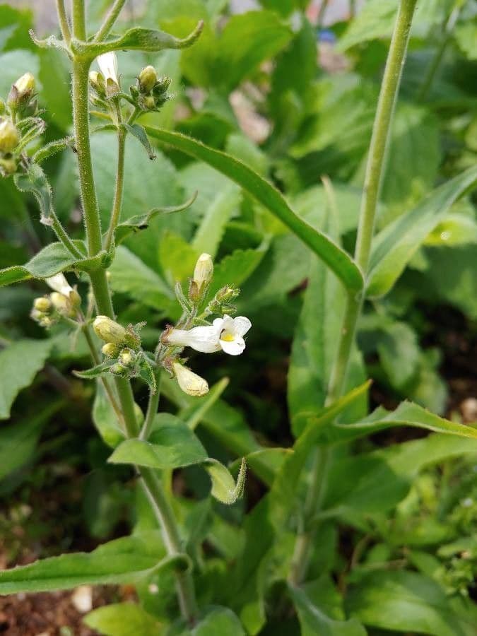 Penstemon pallidus 3