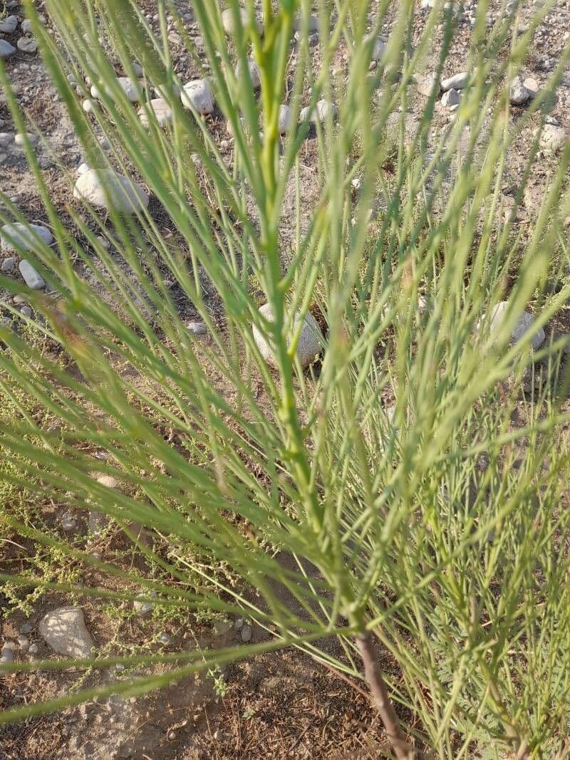 Moringa 6