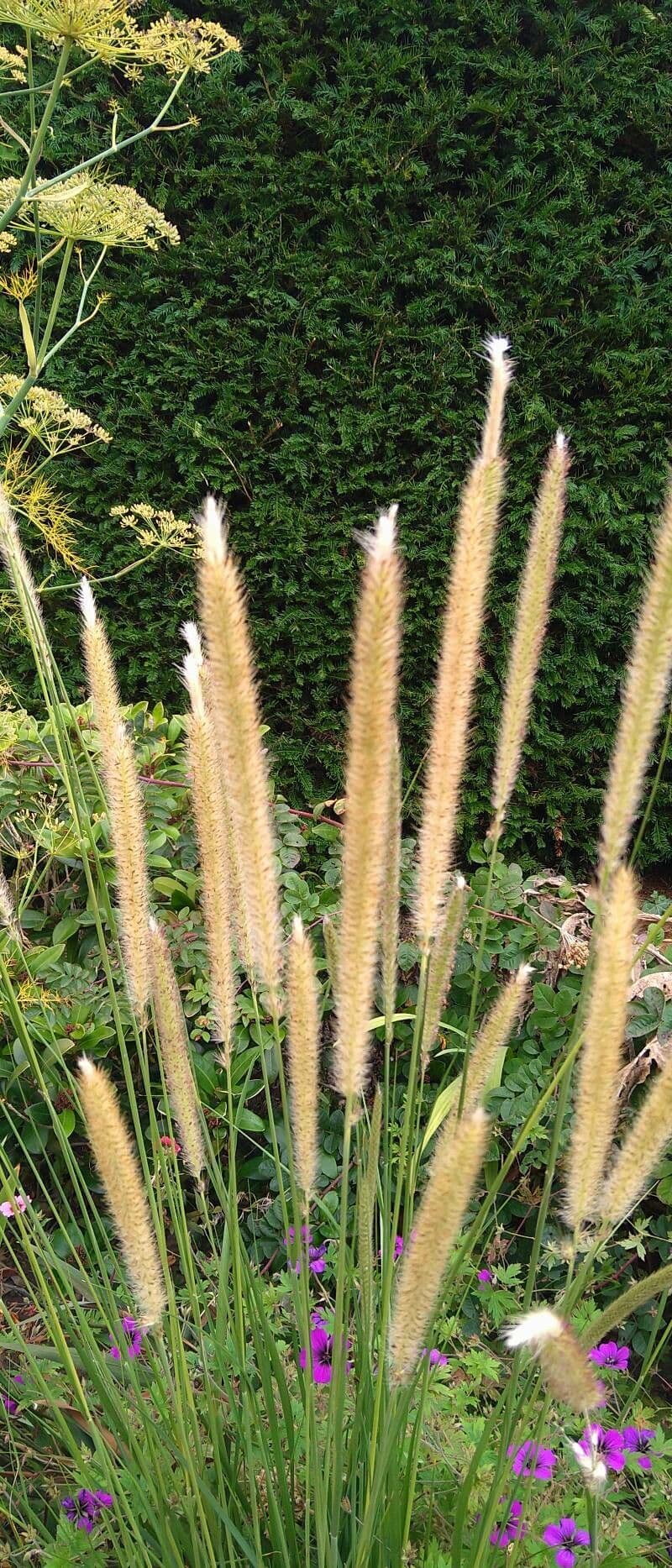 Erba piuma africana 6