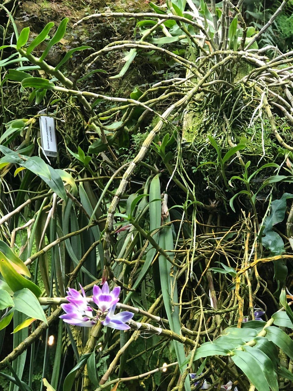 Dendrobium victoriae-reginae 11