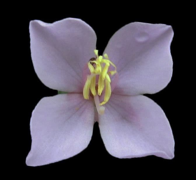 Monochaetum