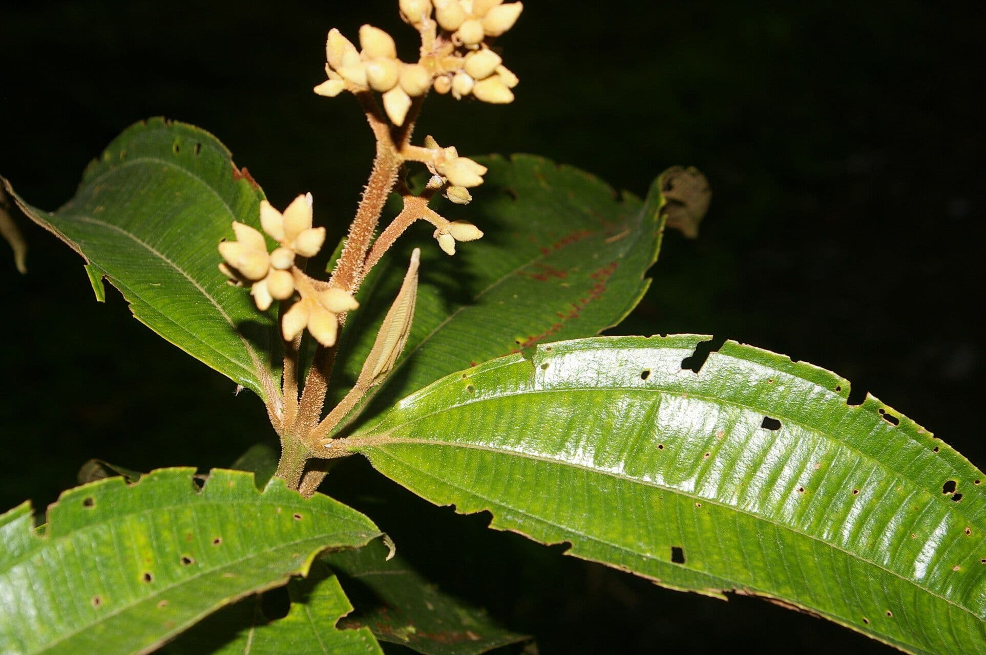 Conostegia luquillo 9