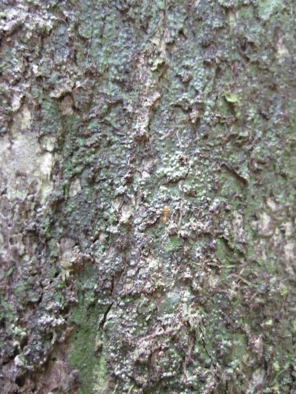 Mouriri angolocostata 5