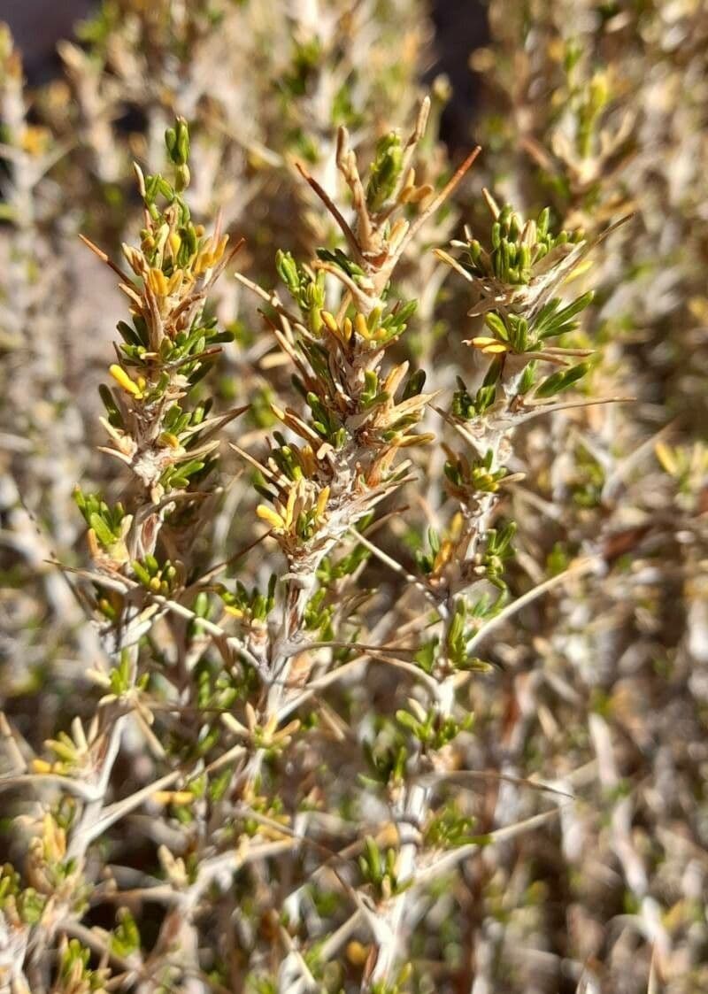 Nassauvia 3