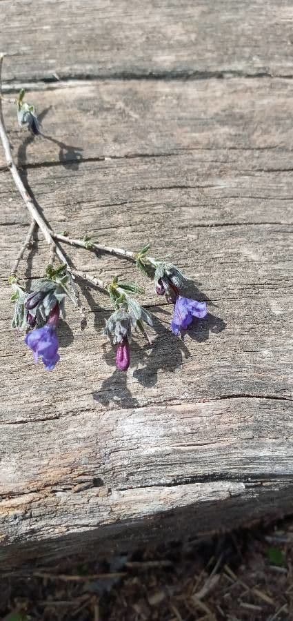 Erba perla arbustiva 4
