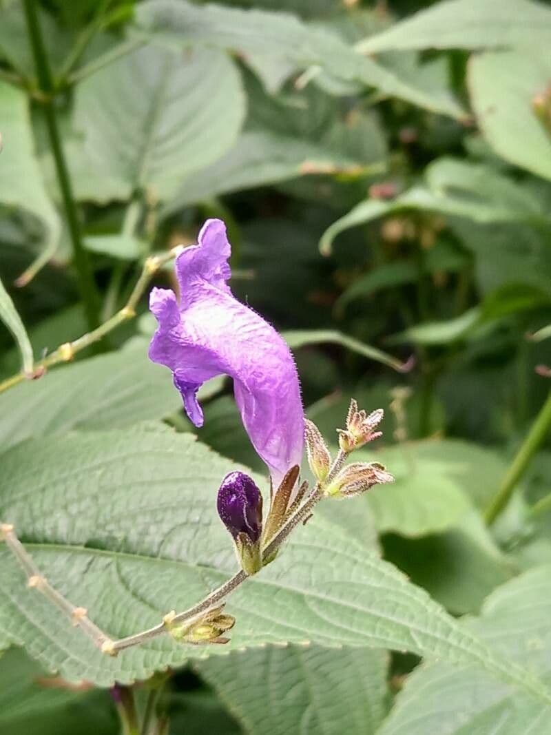 Strobilanthes 2