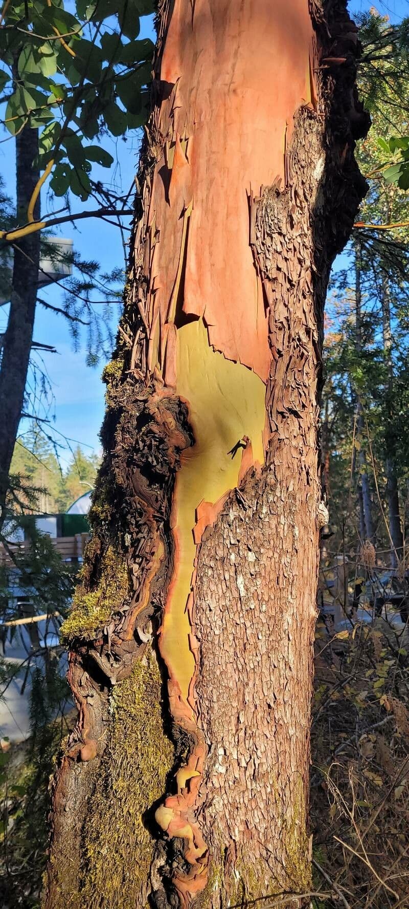 Arbutus menziesii 21