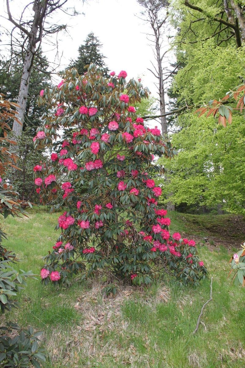 Rododendron stromovit
 11