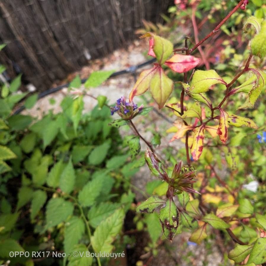 Ceratostigma 4