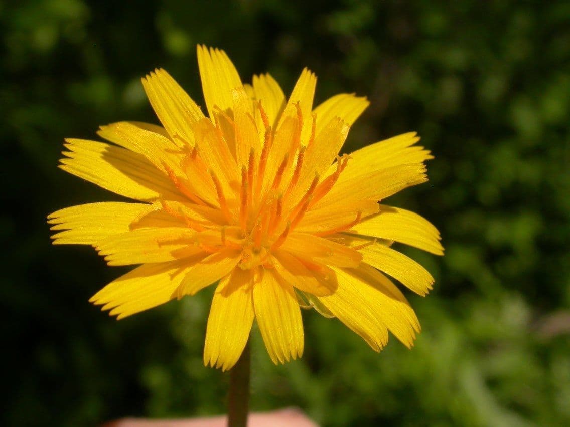 Krigia dandelion 2