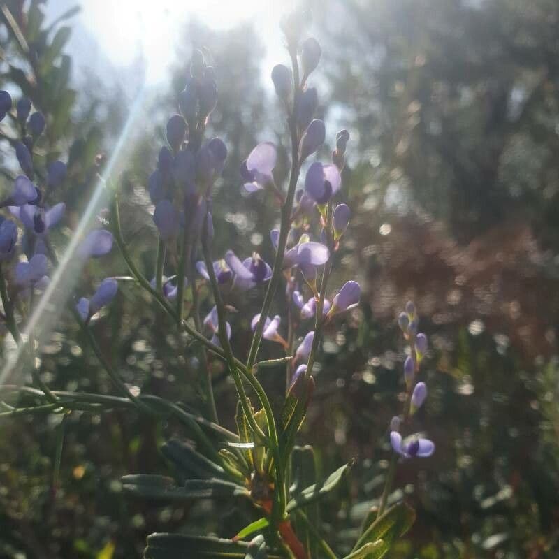 Comesperma 5