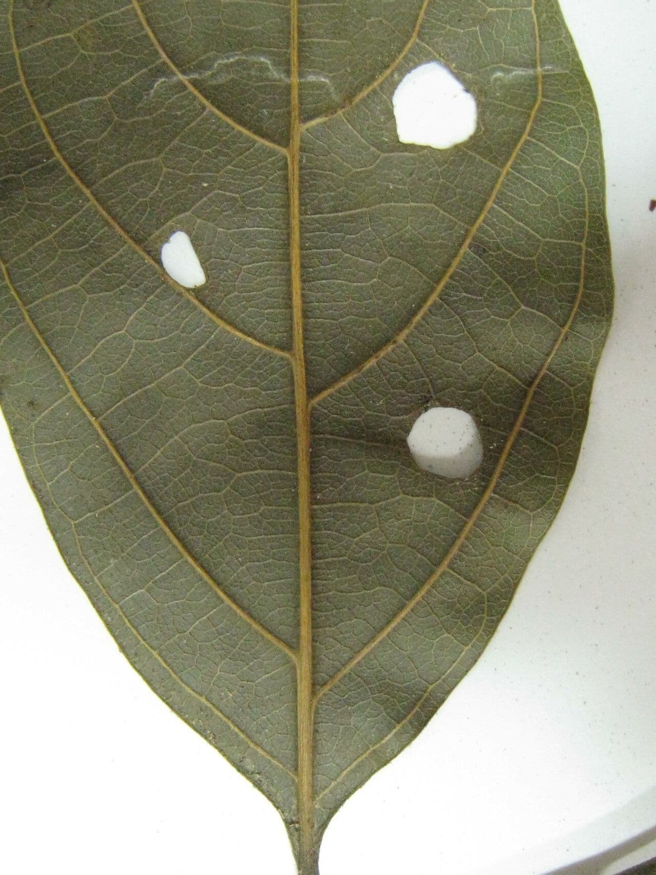Ocotea