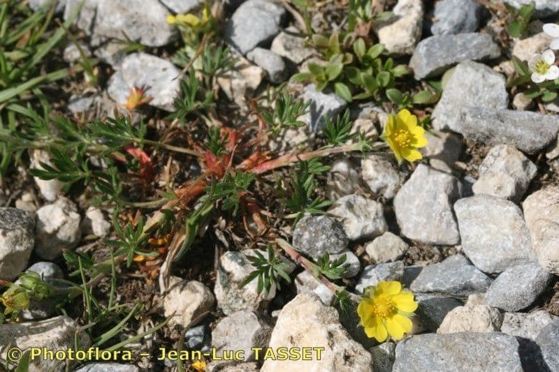 Potentilla multifida 8