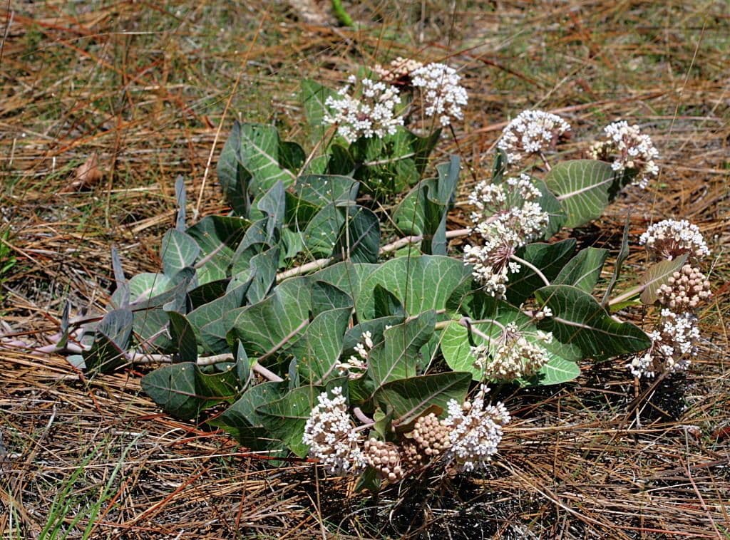 Asclepias 7