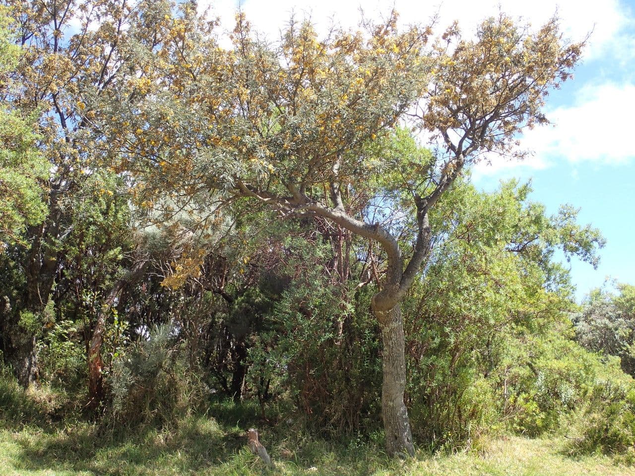 Sophora denudata 13