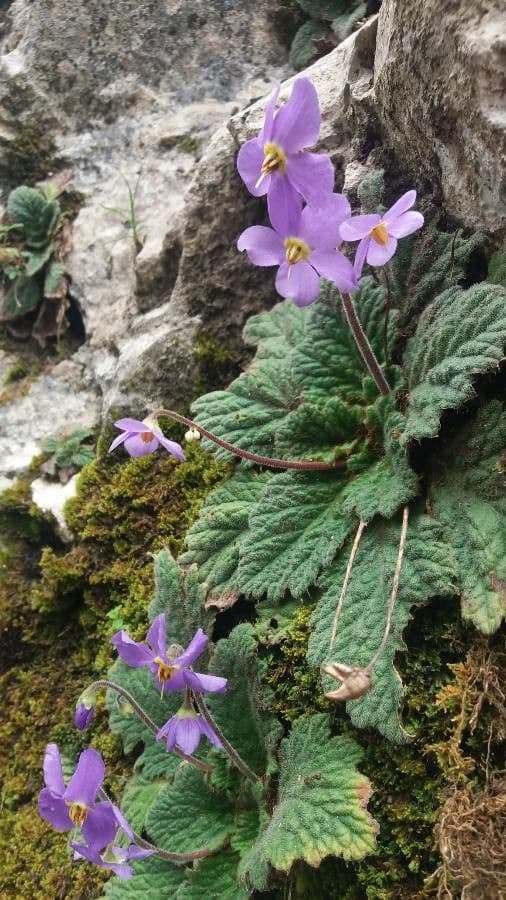 Ramonda Mycona 27