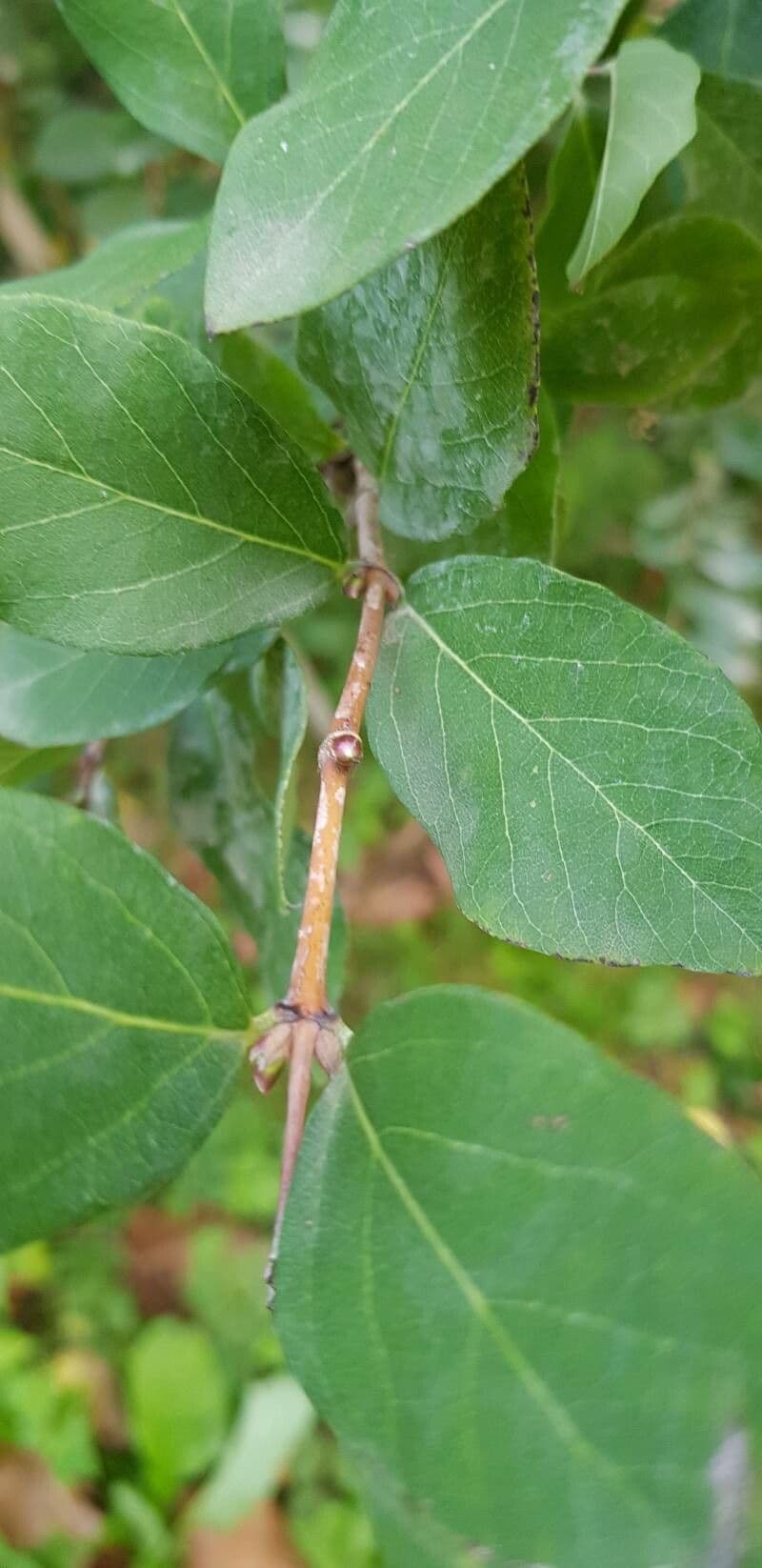 Caprifoglio profumato 21