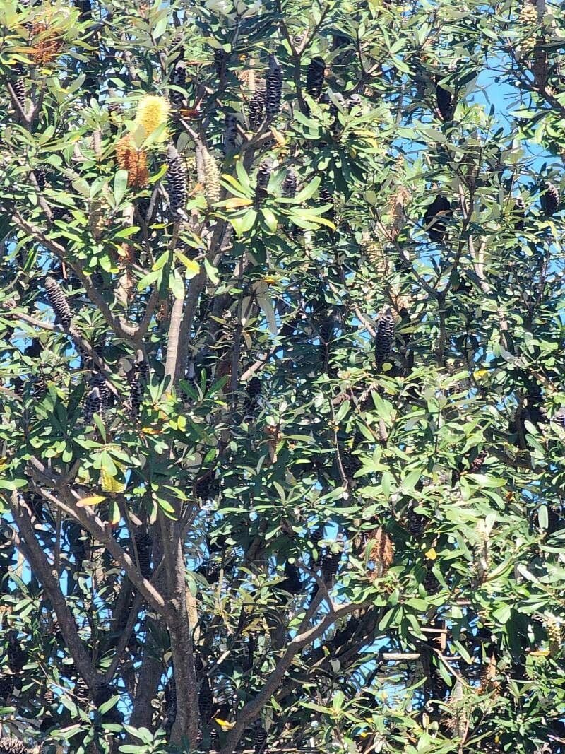 Banksia integrifolia 11