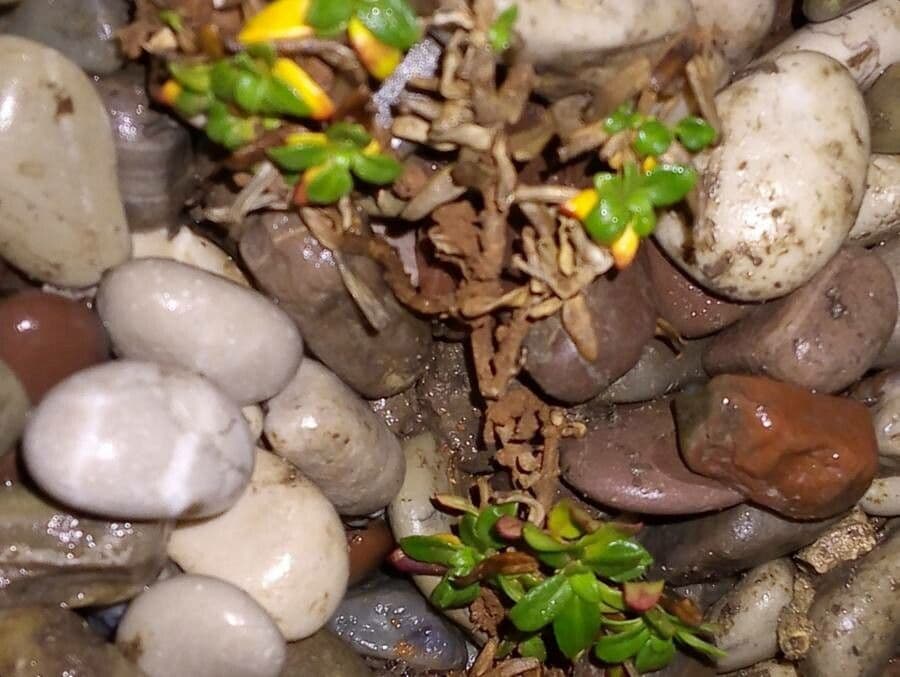 Frühblühender Thymian 9